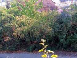 Продається будинок Вінниця, Вінницька, Ленінський фото 17 Продається будинок Вінниця, Вінницька, Ленінський фото 17