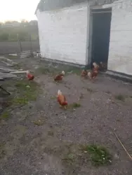 ������ �������, �. �������� ���� 21