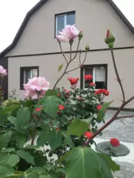 ������ �������, ������� ���� 12