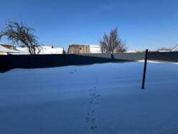 ������ ���������, ������ ���� 12