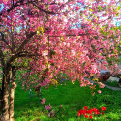 ��������� ������� �������, ����������, ������������� (���������), ����� ���� 19