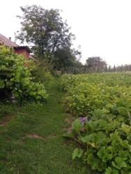 Продається будинок Червонозаводське, Лохвицький, Полтавська фото 5 Продається будинок Червонозаводське, Лохвицький, Полтавська фото 5