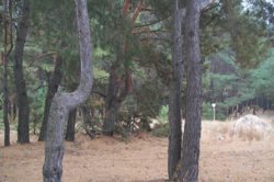 ������ ������� ������ �.��������� ��������� ����� ���� 13