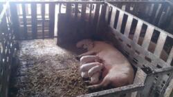 Продається об'єкт Вінницька, Вінниця, c.Глинянка фото 9 Продається об'єкт Вінницька, Вінниця, c.Глинянка фото 9