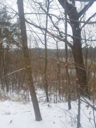 Продаж комплексу с.Залізня, Житомирський район. фото 19 Продаж комплексу с.Залізня, Житомирський район. фото 19