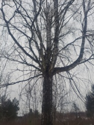 Продаж комплексу с.Залізня, Житомирський район. фото 31 Продаж комплексу с.Залізня, Житомирський район. фото 31