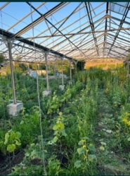 Продам теплиці в Кропивницькому в Соколівці фото 7 Продам теплиці в Кропивницькому в Соколівці фото 7