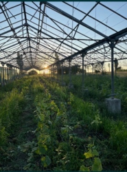 Продам теплиці в Кропивницькому в Соколівці фото 8 Продам теплиці в Кропивницькому в Соколівці фото 8