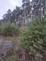 Продаж комерційного приміщення поблизу м.Кременець фото 7 Продаж комерційного приміщення поблизу м.Кременець фото 7