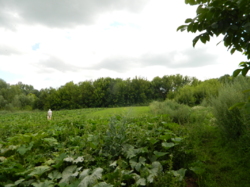 ������ ��������� ���� 36