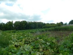 ������ ��������� ���� 33