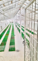 Ферма з вирощування медичного канабісу фото 6 Ферма з вирощування медичного канабісу фото 6