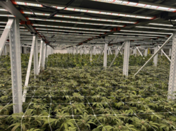 Ферма з вирощування медичного канабісу фото 4 Ферма з вирощування медичного канабісу фото 4