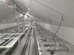 Ферма з вирощування медичного канабісу фото 5 Ферма з вирощування медичного канабісу фото 5