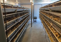 Діюча птахоферма : комплекс по вирощуванню перепілок. фото 6 Діюча птахоферма : комплекс по вирощуванню перепілок. фото 6