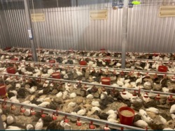 Діюча птахоферма : комплекс по вирощуванню перепілок. фото 3 Діюча птахоферма : комплекс по вирощуванню перепілок. фото 3