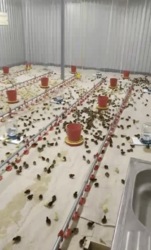 Діюча птахоферма : комплекс по вирощуванню перепілок. фото 4 Діюча птахоферма : комплекс по вирощуванню перепілок. фото 4