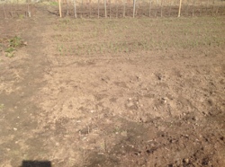 Продам участок 10 соток в Хорошево фото 3 Продам участок 10 соток в Хорошево фото 3