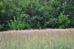 Продається ділянка Київська, Бориспільський, Вишеньки фото 2 Продається ділянка Київська, Бориспільський, Вишеньки фото 2