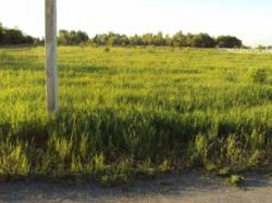 Продається ділянка Київська, Бориспільський, Любарці фото 2 Продається ділянка Київська, Бориспільський, Любарці фото 2