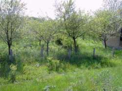 Продається ділянка Київська, Бориспільський, Іванків фото 2 Продається ділянка Київська, Бориспільський, Іванків фото 2