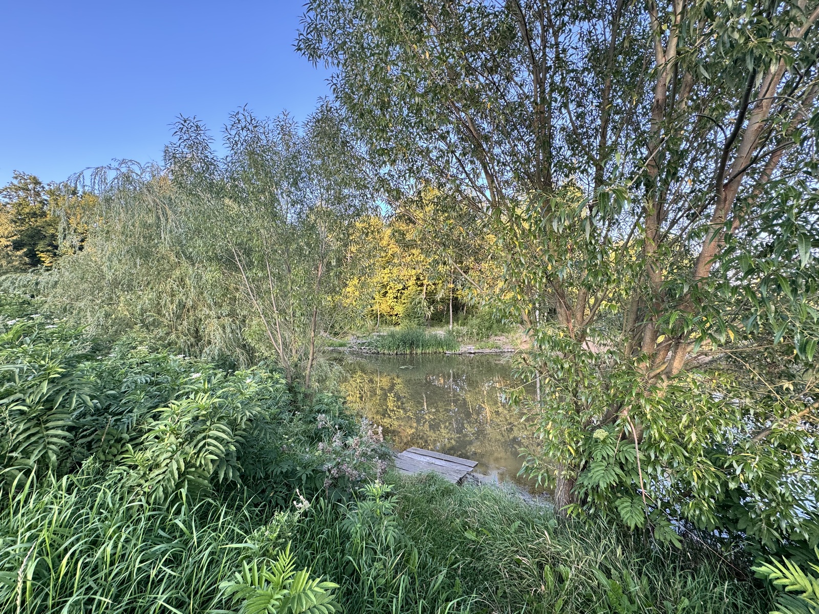 Ділянка Якушинці фото 1 Ділянка Якушинці фото 1