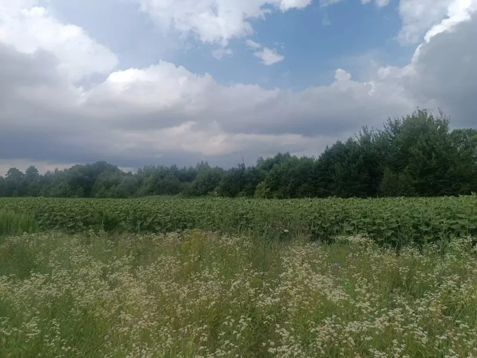 Земельна ділянка 1.3 га між Якушенцями і Березина фото 1 Земельна ділянка 1.3 га між Якушенцями і Березина фото 1