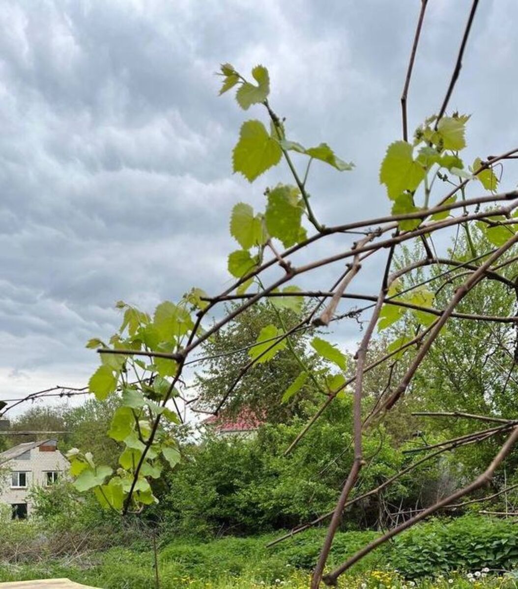 ��������� ������ ³�����, ³�������, �����������, ����� ���� 1