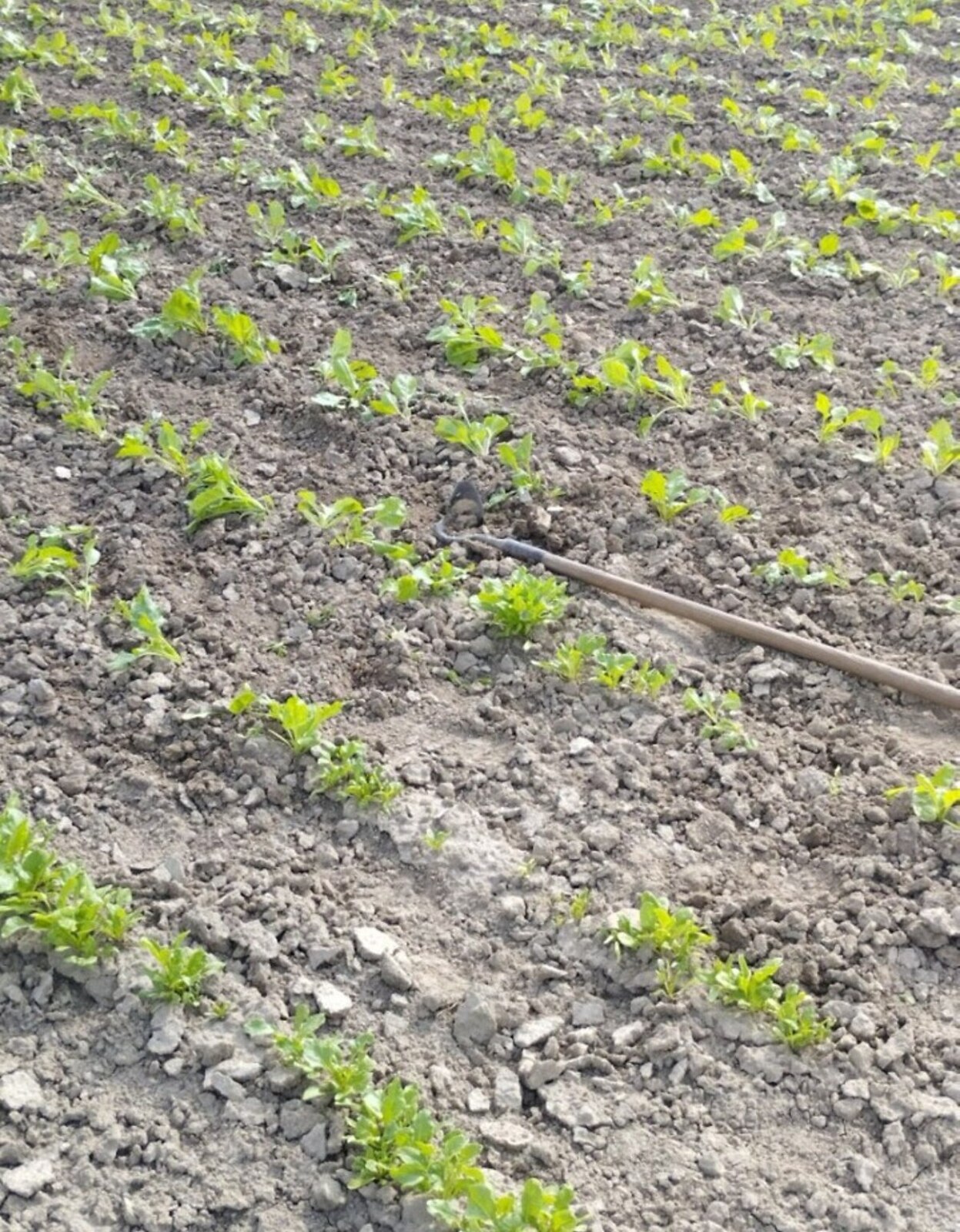 Продаж земельної ділянки під житлову забудову фото 1 Продаж земельної ділянки під житлову забудову фото 1