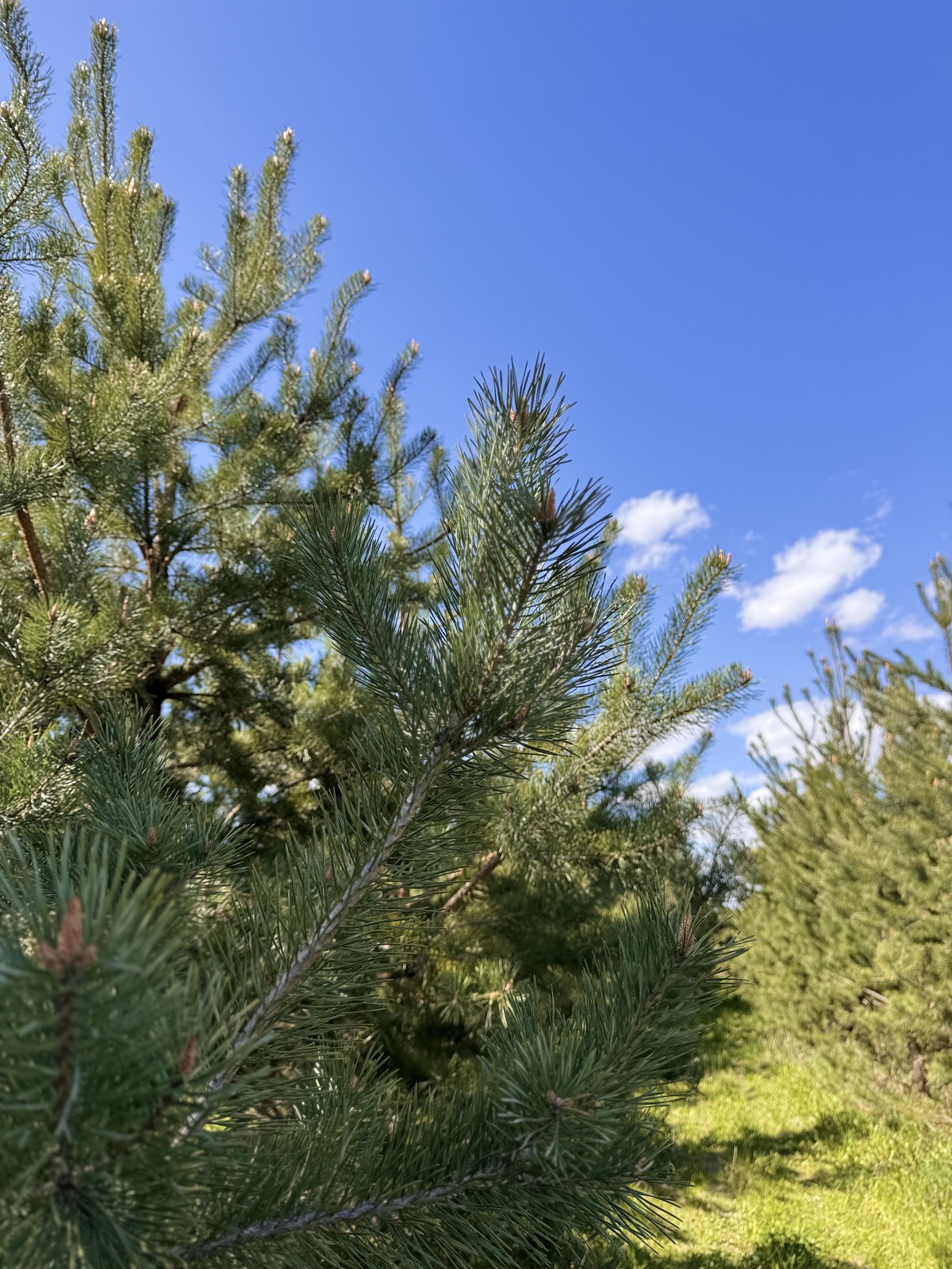 ĳ����� � ������� �������� ���� ���� 1