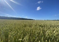 Продаж земельної ділянки сільськогосподарського призначення фото 3 Продаж земельної ділянки сільськогосподарського призначення фото 3