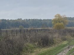 Продаж земельної ділянки в селі Селище фото 3 Продаж земельної ділянки в селі Селище фото 3