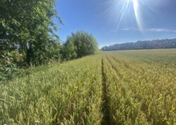 Продаж земельної ділянки сільськогосподарського призначення фото 9 Продаж земельної ділянки сільськогосподарського призначення фото 9