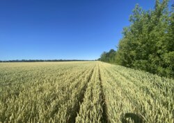 Продаж земельної ділянки сільськогосподарського призначення фото 8 Продаж земельної ділянки сільськогосподарського призначення фото 8