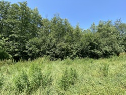 🌲    8      !  5
