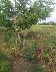 Продаж земельної ділянки під забудову фото 3 Продаж земельної ділянки під забудову фото 3