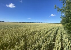 Продаж земельної ділянки сільськогосподарського призначення фото 5 Продаж земельної ділянки сільськогосподарського призначення фото 5