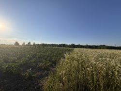 Ділянка Зарванці фото 4 Ділянка Зарванці фото 4