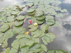 Продам земельний участок на березі річки. фото 9 Продам земельний участок на березі річки. фото 9