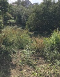 ������ �������� ������ �� ������� �������� ���� 19