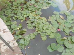 Продам земельний участок на березі річки. фото 10 Продам земельний участок на березі річки. фото 10