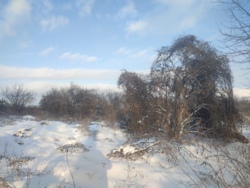 Продається ділянка в Агрономічному фото 7 Продається ділянка в Агрономічному фото 7