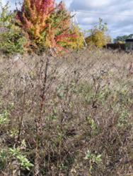 Земельна ділянка 12 сот. Вінницька обл.. фото 2 Земельна ділянка 12 сот. Вінницька обл.. фото 2