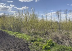 Продається земельна ділянка у Гавришівці фото 5 Продається земельна ділянка у Гавришівці фото 5