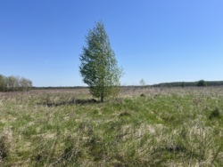 Ділянка в мальовничому місці фото 4 Ділянка в мальовничому місці фото 4