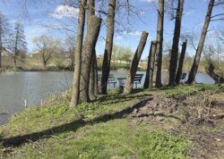 Продається земельна ділянка у Гавришівці фото 6 Продається земельна ділянка у Гавришівці фото 6