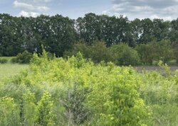 ������ �������� ������ ������������ ����������� �� ���. ��������� ����, ����� 40 ����� ���� 13