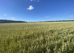 Продаж земельної ділянки сільськогосподарського призначення фото 2 Продаж земельної ділянки сільськогосподарського призначення фото 2