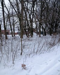 Продаж земельної ділянки на Тяжилові фото 3 Продаж земельної ділянки на Тяжилові фото 3