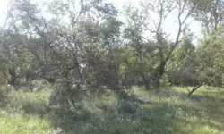 Продам земельну ділянку в Дашківцях фото 1 Продам земельну ділянку в Дашківцях фото 1